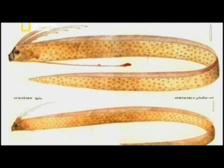 National Geographic: Как змей морской / Lake a sea serpent (2012)